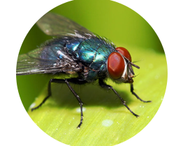 Fly local pest control london