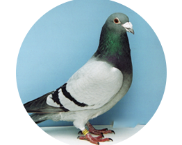 Pigeon local pest control london