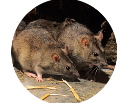 Rat local pest control london