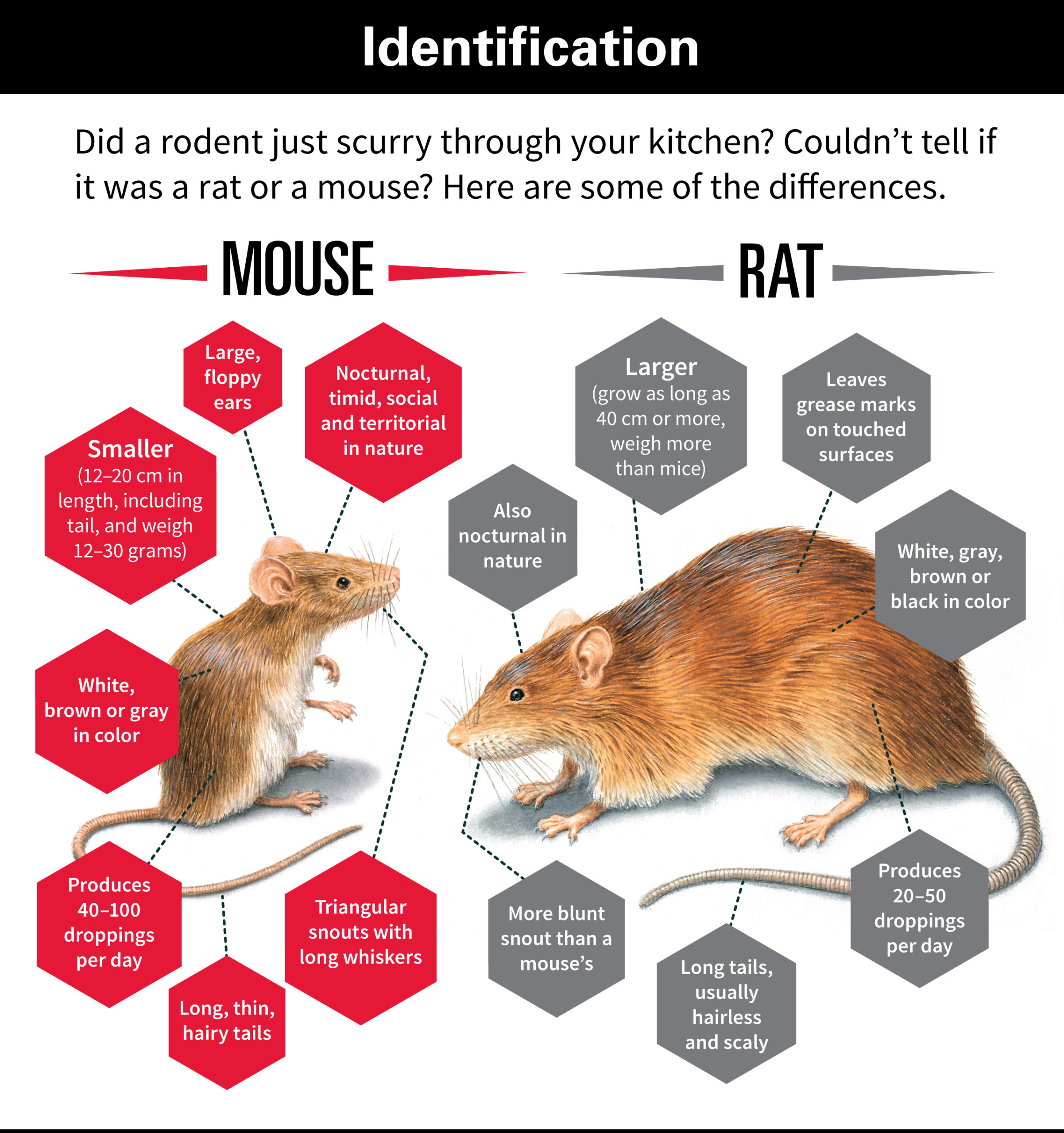 Pest Control London Rodents Rat vs Mouse