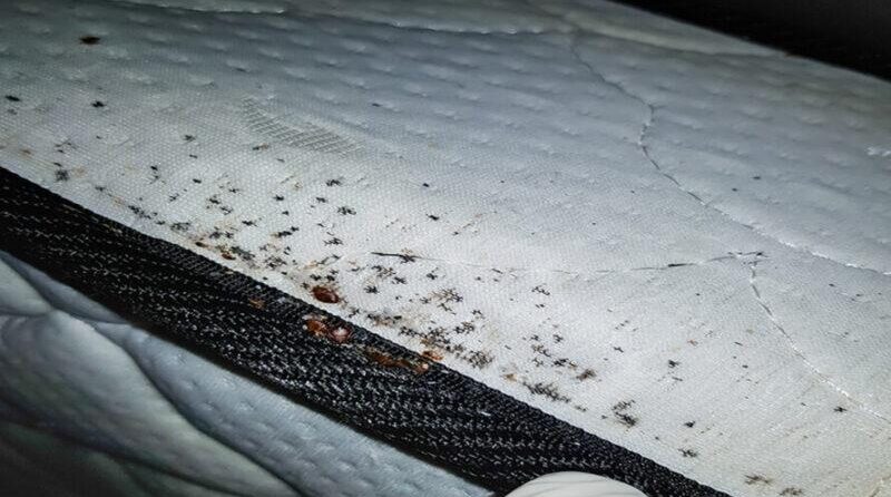 Pest Control Bed Bug mattress