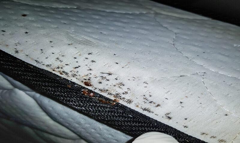 Pest Control Bed Bug mattress