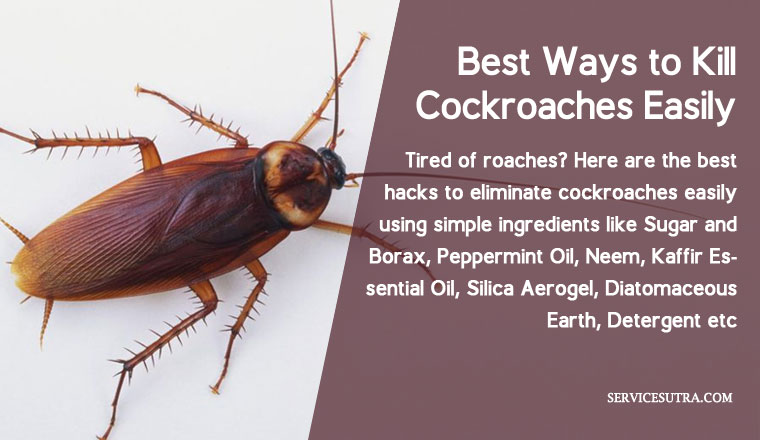 Pest Control London cockroach problem