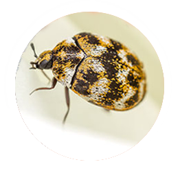 How To Get Rid Of Carpet Beetles UK - Bon Accord London