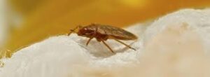 Carpet Beetles vs Bed Bugs