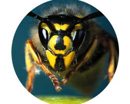 Wasps local pest control london