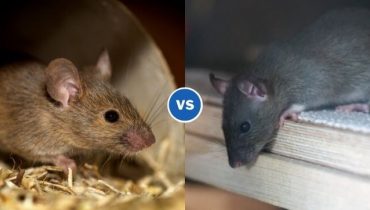 rat vs mouse removal in uk