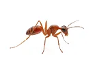 Ants Cause a Huge Problem in Summer