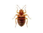 Specialist Bed Bug