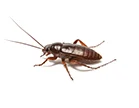 Cockroach Fumigation
